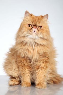 Download Ginger Persian Cat Journal: 150 Page Lined Notebook/Diary - NOT A BOOK file in ePub