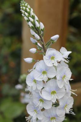 Read online White Veronica Speedwell Flower Garden Journal: 150 Page Lined Notebook/Diary - NOT A BOOK file in ePub
